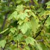 Rocky Mountain Maple #2 - Image 2